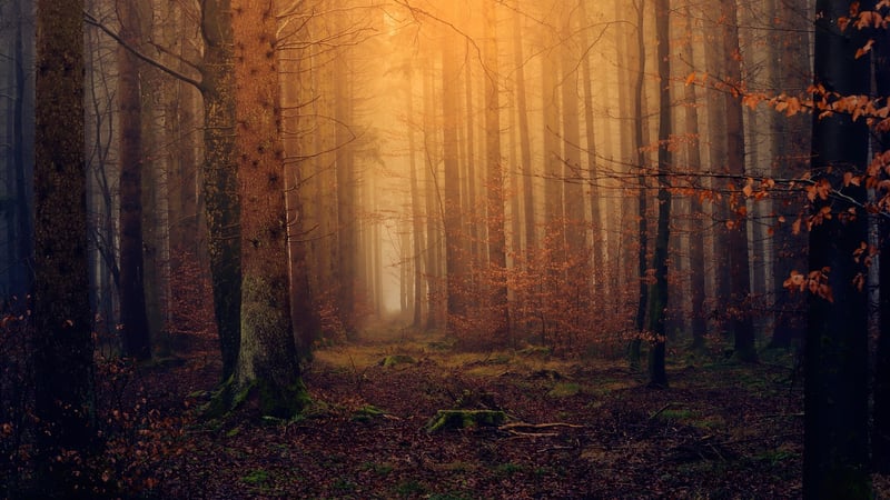 Magical Woodland Unions