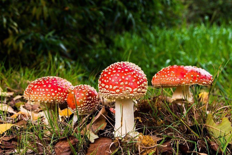 Wild Mushrooms